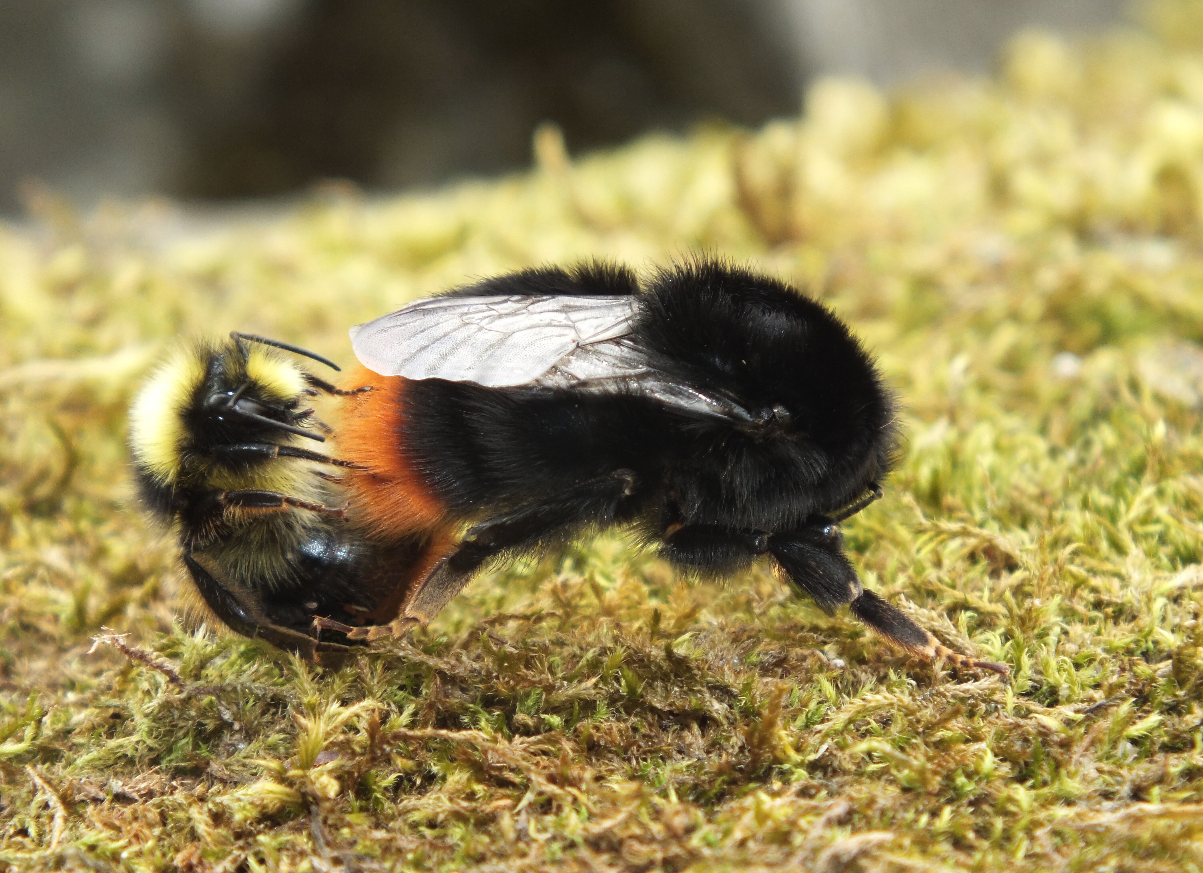 MATING RED TAILED BUMBLE BEES. Bill Bagley Photography